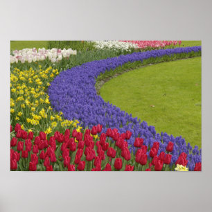 Tulpen en grafiethyacinth en daffodiltuin; poster