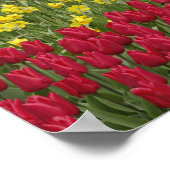 Tulpen en grafiethyacinth en daffodiltuin; poster (Hoek)