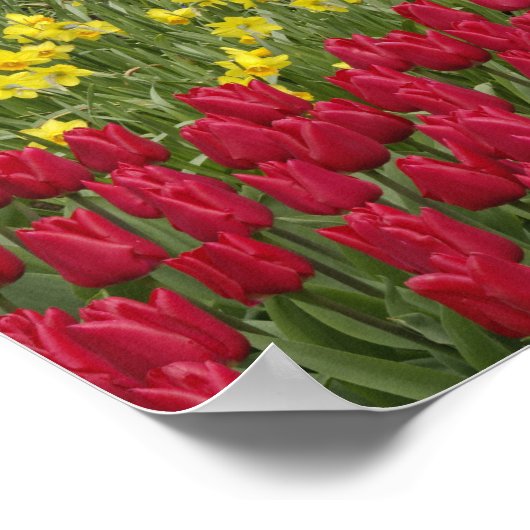 Tulpen en grafiethyacinth en daffodiltuin; poster (Hoek)