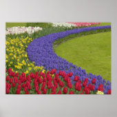 Tulpen en grafiethyacinth en daffodiltuin; poster (Voorkant)
