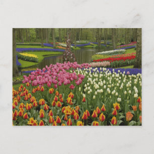 Tulpen- en hyacinten tuin, Keukenhof, Briefkaart