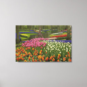 Tulpen- en hyacinten tuin, Keukenhof, Canvas Afdruk