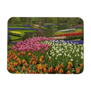Tulpen- en hyacinten tuin, Keukenhof, Magneet