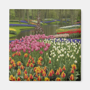Tulpen- en hyacinten tuin, Keukenhof, Magneet