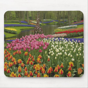 Tulpen- en hyacinten tuin, Keukenhof, Muismat