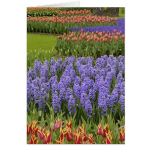 Tulpen- en hyacinten tuin, Keukenhof tuinen,