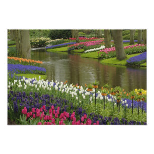 Tulpen- en hyacinten tuin, Keukenhof tuinen, 2 Foto Afdruk