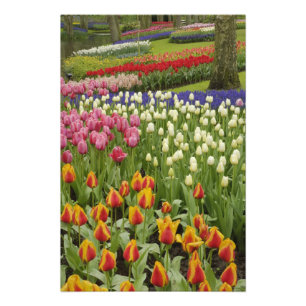 Tulpen- en hyacinten tuin, Keukenhof tuinen, Foto Afdruk