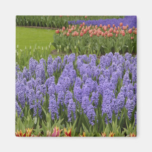Tulpen- en hyacinten tuin, Keukenhof tuinen, Magneet