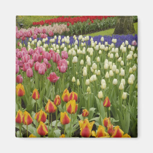 Tulpen- en hyacinten tuin, Keukenhof tuinen, Magneet