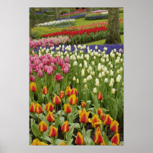 Tulpen- en hyacinten tuin, Keukenhof tuinen, Poster