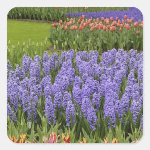 Tulpen- en hyacinten tuin, Keukenhof tuinen, Vierkante Sticker