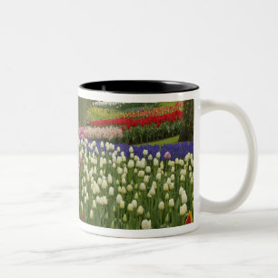 Tulpen- en hyacinten tuin, Keukenhof, Tweekleurige Koffiemok