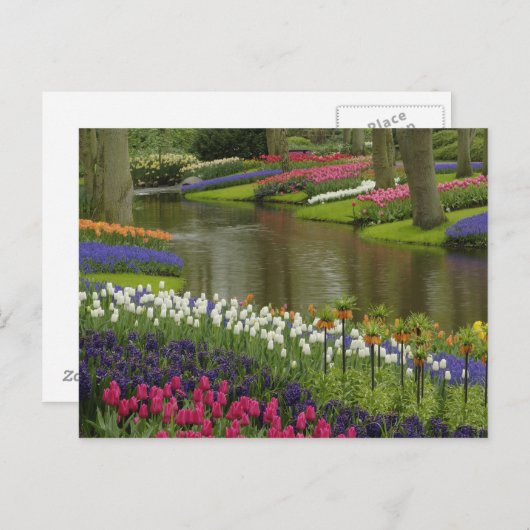 Tulpen en hyacintuinen, Keukenhof Tuinen, 2 Briefkaart (Voorkant / Achterkant)