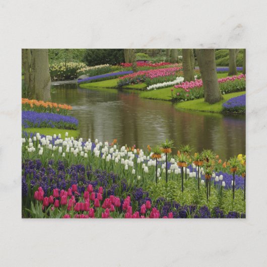 Tulpen en hyacintuinen, Keukenhof Tuinen, 2 Briefkaart (Voorkant)