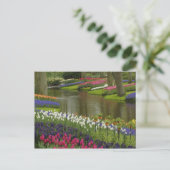 Tulpen en hyacintuinen, Keukenhof Tuinen, 2 Briefkaart (Staand voorkant)