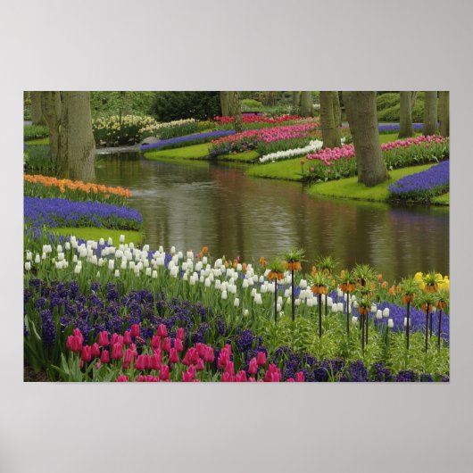 Tulpen en hyacintuinen, Keukenhof Tuinen, 2 Poster (Voorkant)