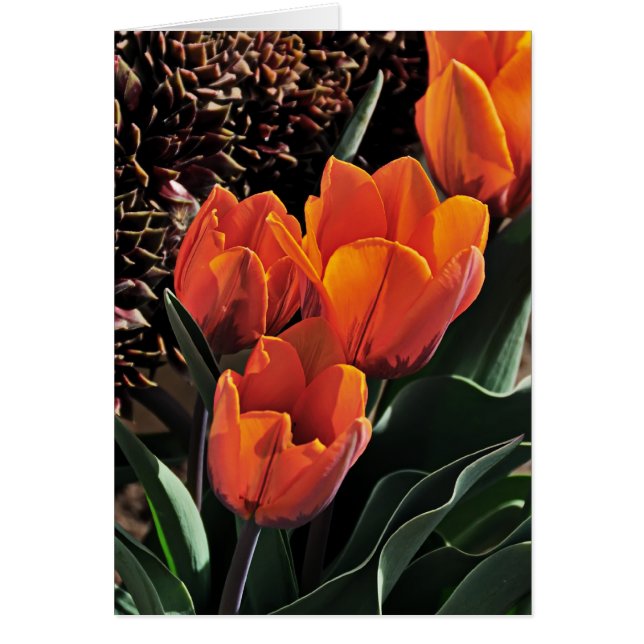 Tulpen en kippen (Voorkant)