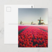 Tulpen en molens briefkaart (Voorkant / Achterkant)