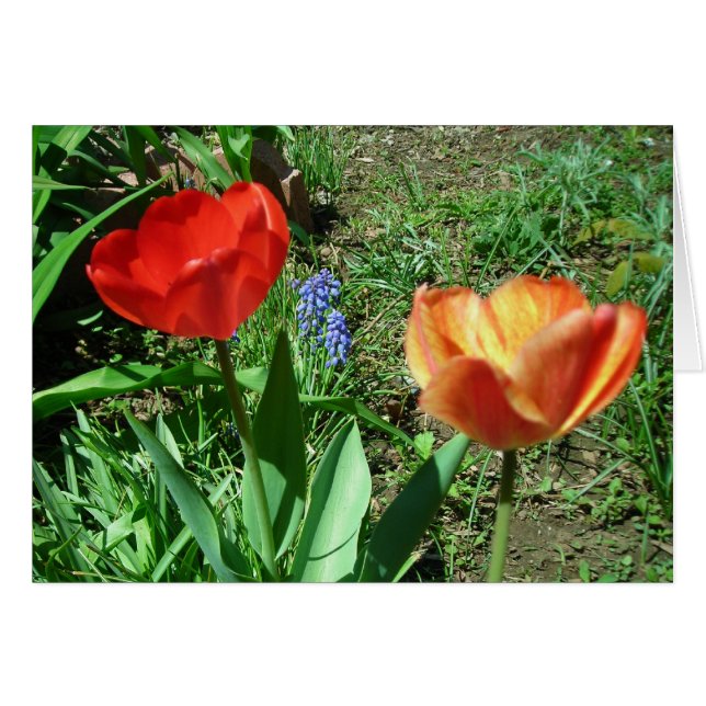 Tulpen en Muscari (Voorkant Horizontaal)