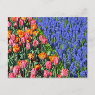 Tulpen en muscari-bloemen briefkaart