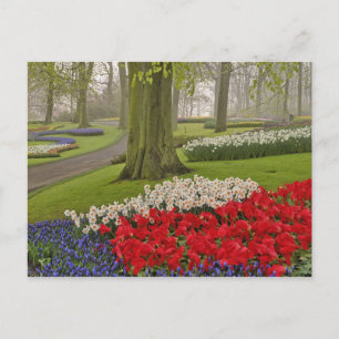 Tulpen en narcissen, Keukenhof tuinen, Briefkaart