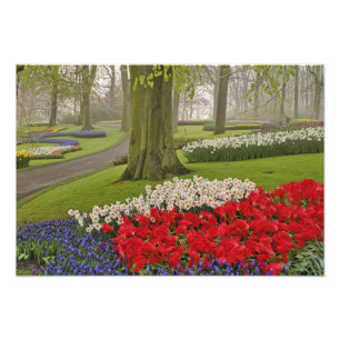 Tulpen en narcissen, Keukenhof tuinen, Foto Afdruk