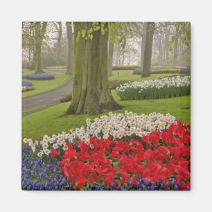Tulpen en narcissen, Keukenhof tuinen, Magneet