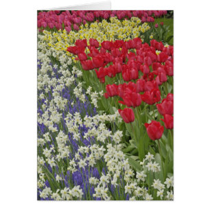 Tulpen- en narcissentuin, Keukenhof,