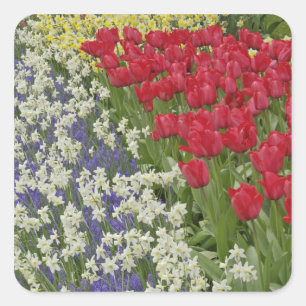 Tulpen- en narcissentuin, Keukenhof, Vierkante Sticker