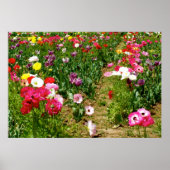Tulpen en papavers poster (Voorkant)