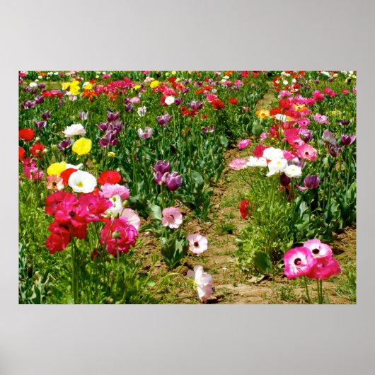 Tulpen en papavers poster (Voorkant)