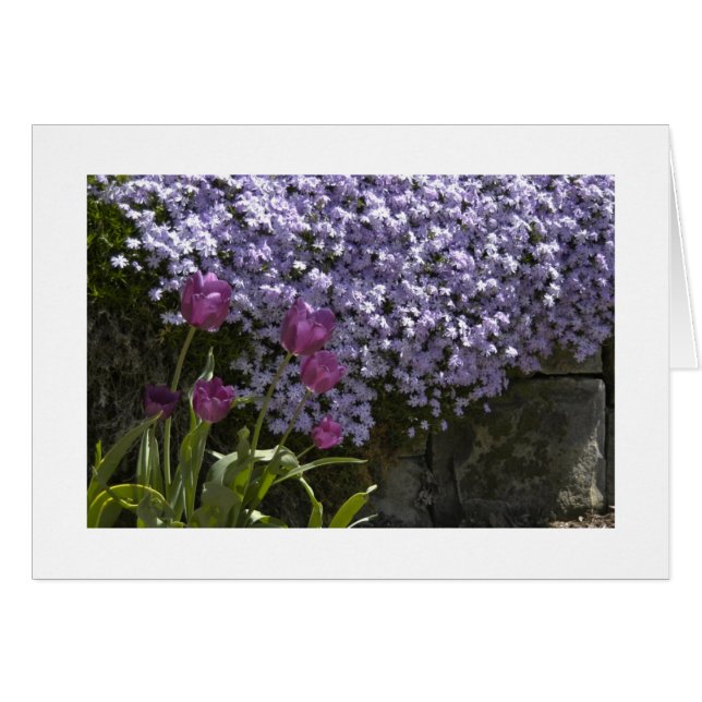 Tulpen en Phlox (Voorkant Horizontaal)