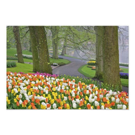 Tulpen en weg, Keukenhof Gardens, Lisse; Foto Afdruk (Voorkant)
