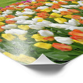 Tulpen en weg, Keukenhof Gardens, Lisse; Foto Afdruk (Hoek)