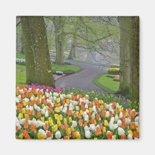 Tulpen en weg, Keukenhof Gardens, Lisse; Magneet