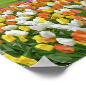 Tulpen en weg, Keukenhof Gardens, Lisse; Poster (Hoek)