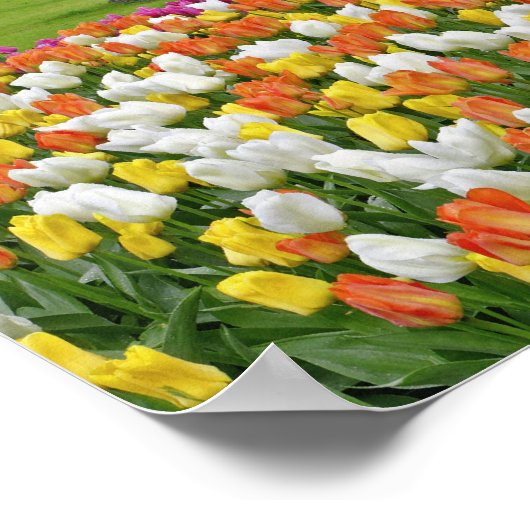 Tulpen en weg, Keukenhof Gardens, Lisse; Poster (Hoek)