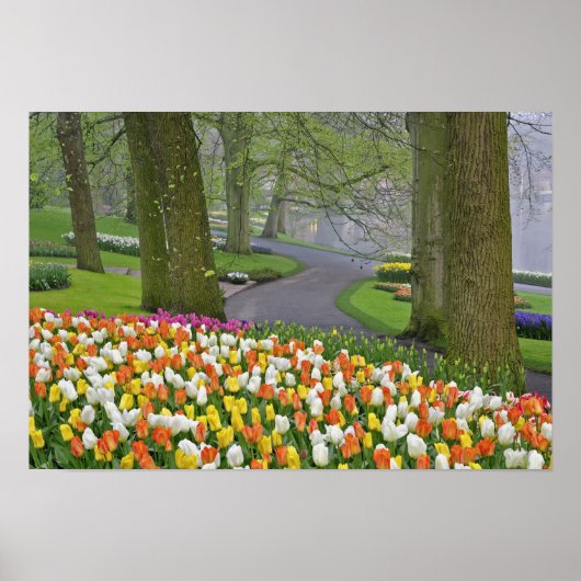 Tulpen en weg, Keukenhof Gardens, Lisse; Poster (Voorkant)