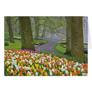 Tulpen en weg, Keukenhof tuinen, Lisse,