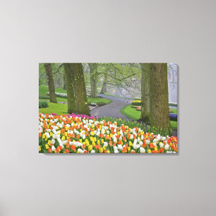 Tulpen en weg, Keukenhof tuinen, Lisse, Canvas Afdruk