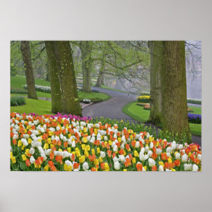 Tulpen en weg, Keukenhof tuinen, Lisse, Poster