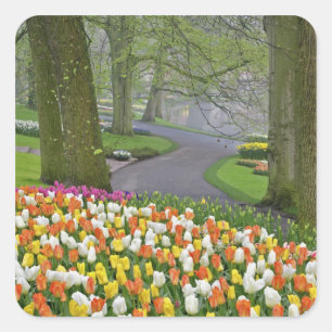 Tulpen en weg, Keukenhof tuinen, Lisse, Vierkante Sticker