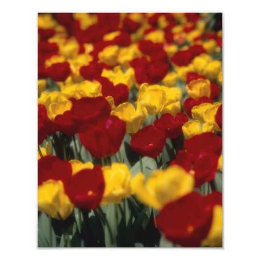 Tulpen Foto Afdruk (Voorkant)