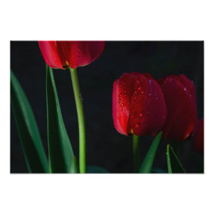 Tulpen Foto Afdruk
