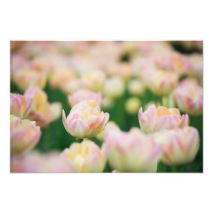 Tulpen Foto Afdruk