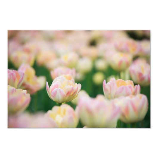 Tulpen Foto Afdruk (Voorkant)