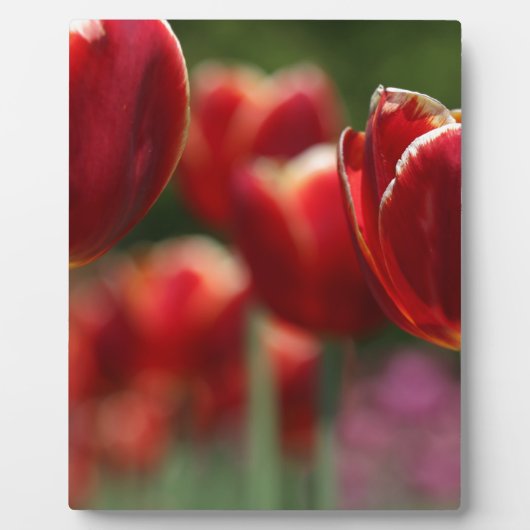 Tulpen Fotoplaat (Voorkant)