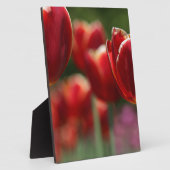 Tulpen Fotoplaat (Zijkant)
