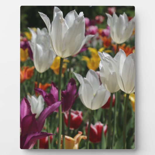 Tulpen Fotoplaat (Voorkant)